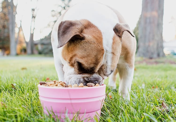 Lorem Ipsum is simply dummy text CORPALS